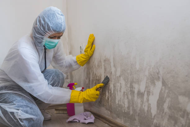 Best Mold Testing and Inspection Services in Dade City, FL