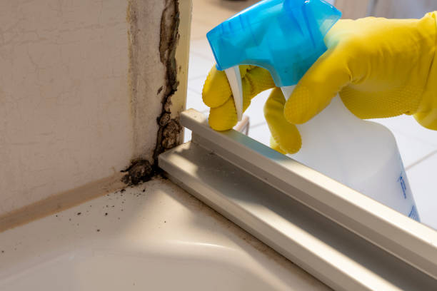 Best Preventive Mold Services in Dade City, FL