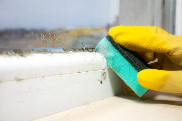Best Industrial Mold Remediation in Dade City, FL