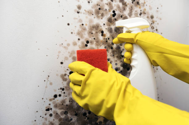 Best Insurance-Related Mold Remediation in Dade City, FL