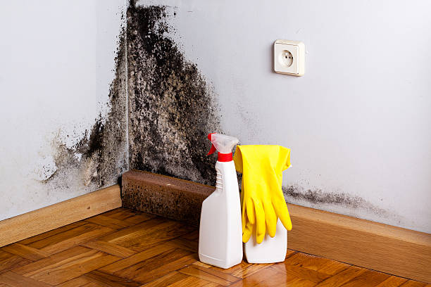 Best Post-Flood Mold Remediation in Dade City, FL